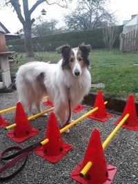 Rally Obedience Miwani Cavaletti